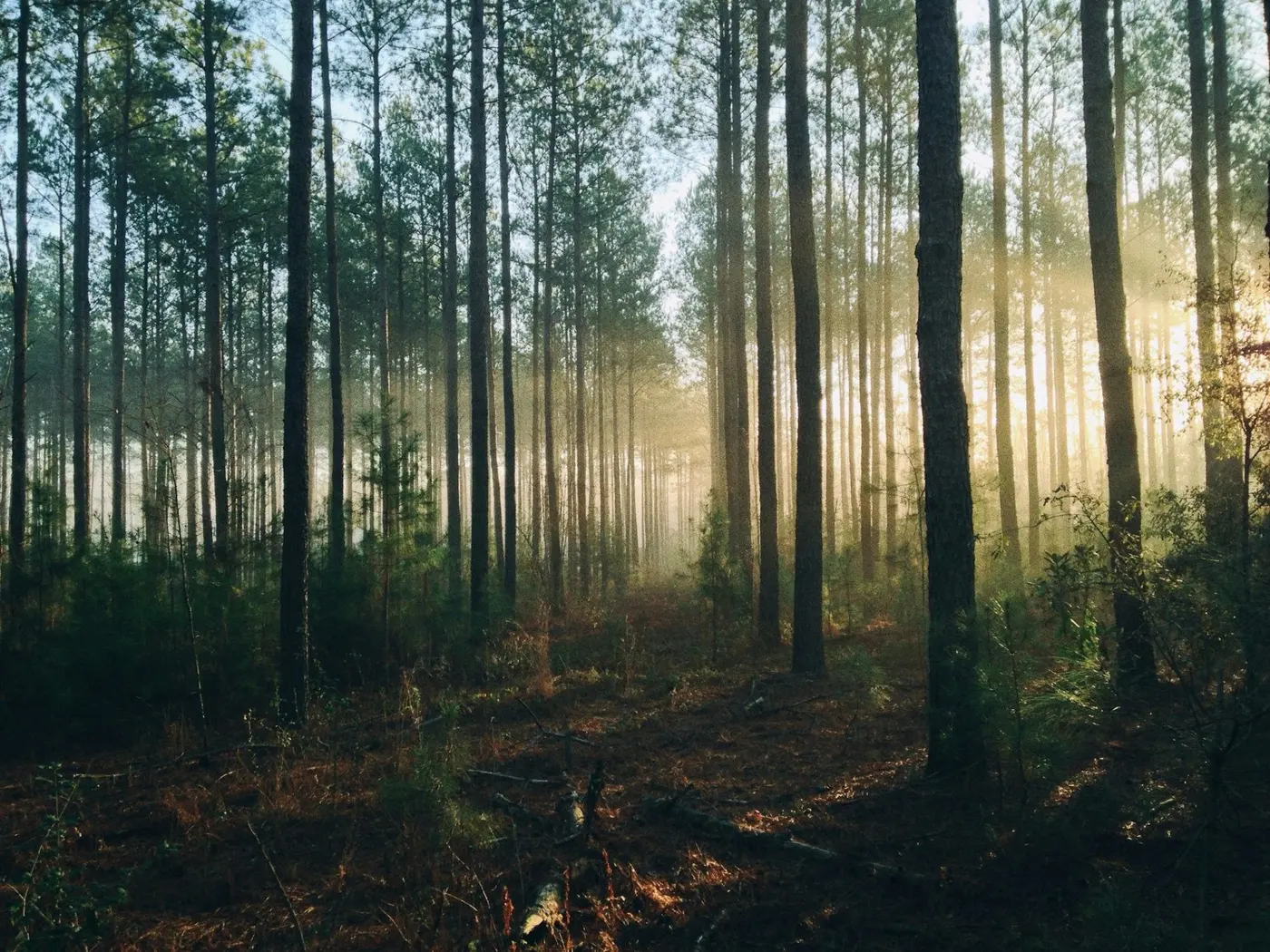 The Solitude of Scotland’s Ancient Forests